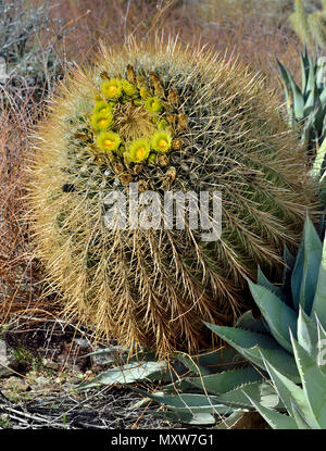 Blühende Barrel Kaktus, Box Canyon, Anza-Borrego Desert State Park, CA, USA 120328 70776 Stockfoto