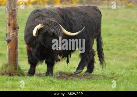 Schwarz Highland Kuh, Bos taurus, in der Nähe von Dornoch in Sutherland Schottland Großbritannien Stockfoto