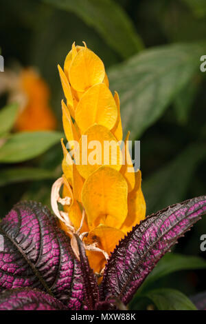 Die lollipop Pflanze Blume, pachystachys lutea, im Arboretum in Manito Park in Spokane, Washington. Stockfoto