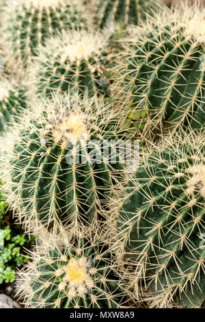Nahaufnahme von Clustering kugelförmiger Kaktus, sulcorebutia an Manito Park in Spokane, Washington. Stockfoto