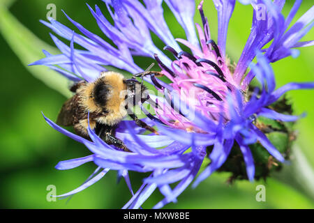 Honig Biene auf Montana kornblume an Manito Park in Spokane, Washington. Stockfoto
