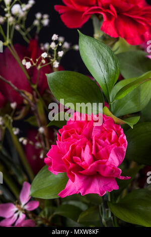 Nahaufnahme einer rosa Nelke (Dianthus caryophyllus) in ein Studio einrichten. Stockfoto