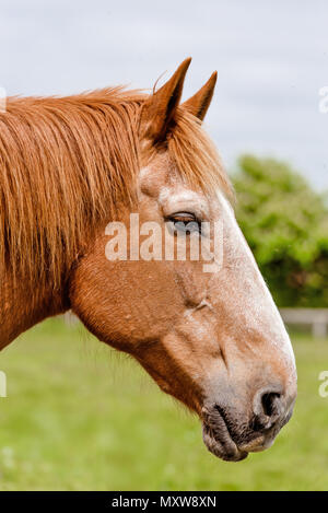 Seltene Rasse Suffolk Punch. Pferde in Suffolk, England Stockfoto