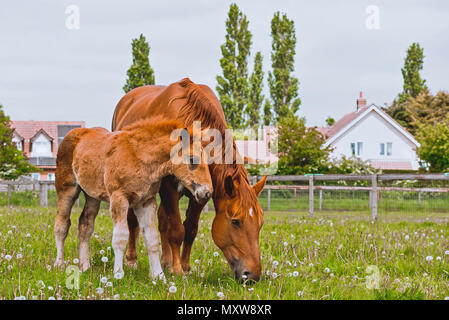 Seltene Rasse Suffolk Punch. Pferde in Suffolk, England Stockfoto