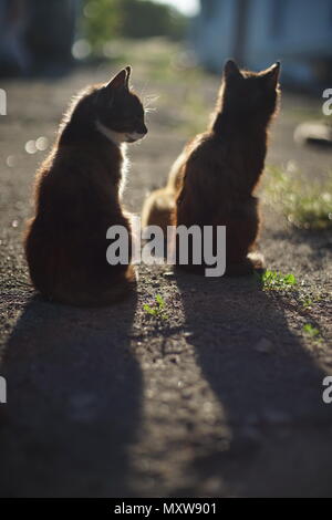 Zwei Katzen genießen Sie die Sonne im Sommer Innenhof Stockfoto