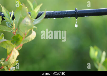 Tropfbewässerung System schließen, Wasser sparende Tropfenbewässerung System in einem Blueberry Feld verwendet wird. Stockfoto