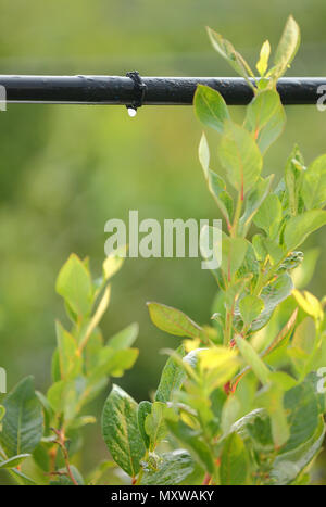 Tropfbewässerung System Close Up vertikale Wasser sparende Tropfenbewässerung System in einem Blueberry Feld verwendet wird. Stockfoto