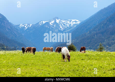 Pferde auf alpinen Blume Bereich in den Alpen Berge, Österreich. Horse Ranch in österreichischen Land und schneebedeckten Gipfeln. Stockfoto