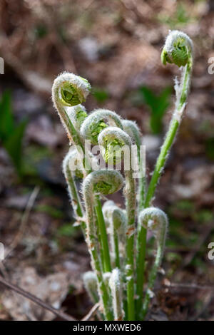 Ontonagon, Michigan - Farnwedel Abrollen im Frühjahr in Porcupine Mountains Wilderness State Park. Stockfoto