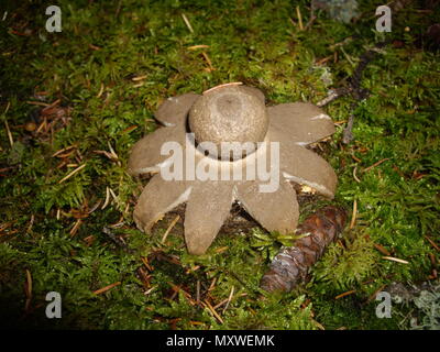 Einem sternförmigen Pilz, Myriostoma coliforme. Stockfoto