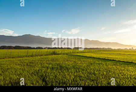 Reis Plantage auf der Kante des Berges Stockfoto