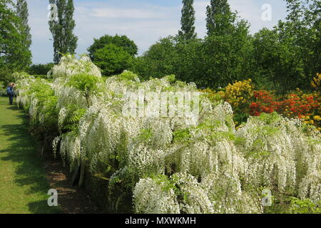 Eine bunte Anzeige von Gelb und Orange Rhododendron mit einem weißen Glyzinien in der langen Grenze bei Sissinghurst Schlossgarten, Kent (National Trust). Stockfoto