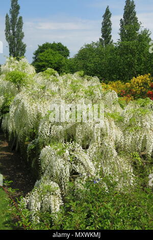 Eine bunte Anzeige von Gelb und Orange Rhododendron mit einem weißen Glyzinien in der langen Grenze bei Sissinghurst Schlossgarten, Kent (National Trust). Stockfoto