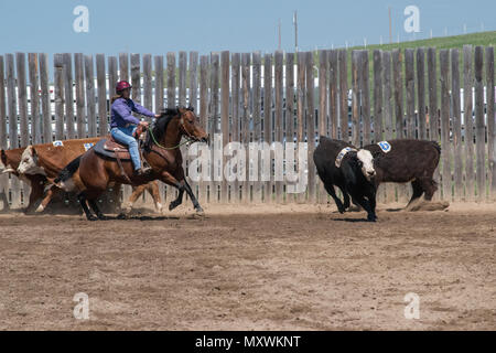 Cowgirls in einem Jugend Team Penning Wettbewerb. Central Alberta Team Penning Association, Robson Arena, Carstairs, Alberta, Kanada. Stockfoto