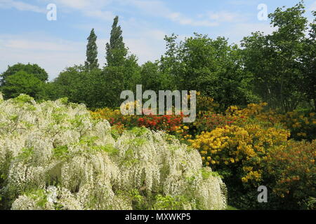 Eine bunte Anzeige von Gelb und Orange Rhododendron mit einem weißen Glyzinien in der langen Grenze bei Sissinghurst Schlossgarten, Kent (National Trust). Stockfoto