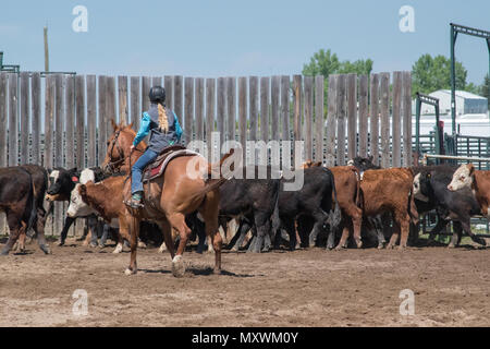 Cowgirls in einem Jugend Team Penning Wettbewerb. Central Alberta Team Penning Association, Robson Arena, Carstairs, Alberta, Kanada. Stockfoto