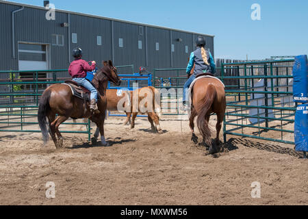 Jugend Team Penning Wettbewerb. Central Alberta Team Penning Association, Robson Arena, Carstairs, Alberta, Kanada. Stockfoto