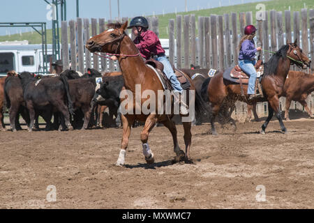 Jugend Team Penning Wettbewerb. Central Alberta Team Penning Association, Robson Arena, Carstairs, Alberta, Kanada. Stockfoto