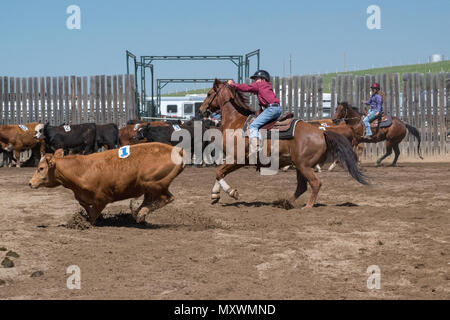 Jugend Team Penning Wettbewerb. Central Alberta Team Penning Association, Robson Arena, Carstairs, Alberta, Kanada. Stockfoto