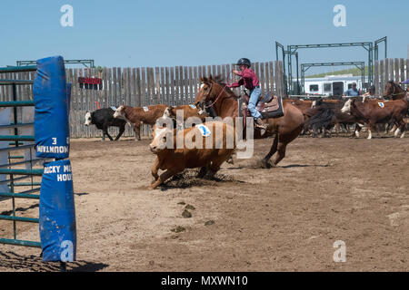 Jugend Team Penning Wettbewerb. Central Alberta Team Penning Association, Robson Arena, Carstairs, Alberta, Kanada. Stockfoto