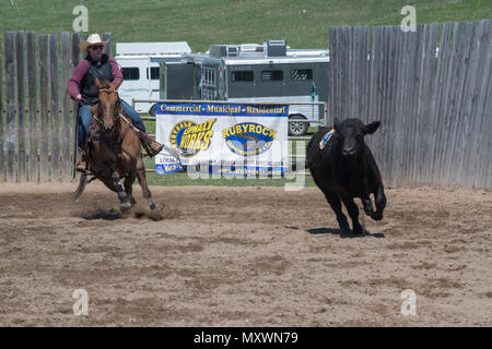 Cowgirls in einem Jugend Team Penning Wettbewerb. Central Alberta Team Penning Association, Robson Arena, Carstairs, Alberta, Kanada. Stockfoto