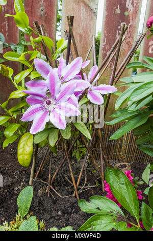 Eine Blüte rosa Clematis Nelly Moser in einem Garten von Northumberland, Großbritannien Stockfoto