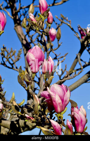 Blumen und Blüten sowie deren Knospen der Magnolia Stockfoto