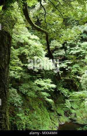 Akame 48 Wasserfälle: geheimnisvolle Landschaft mit riesigen Bäumen und riesigen Moos bewachsen Felsformationen, unberührte Natur, grüne Vegetation, Wasserfällen Stockfoto
