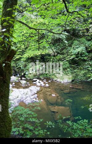 Akame 48 Wasserfälle: geheimnisvolle Landschaft mit riesigen Bäumen und riesigen Moos bewachsen Felsformationen, unberührte Natur, grüne Vegetation, Wasserfällen Stockfoto