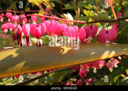 Blutende Herz Blume, Lamprocapnos Californica Stockfoto
