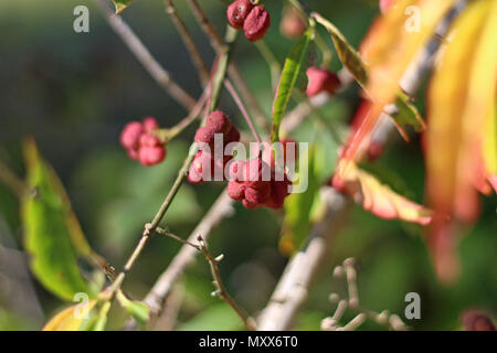 Europäische Spindel Beeren, Euonymus Stockfoto