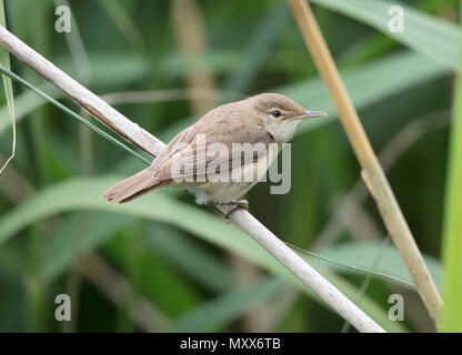 Teichrohrsänger, Acrocephalus scirpaceus, auf ein Rohr, walisischen Grenze, 2018 Stockfoto