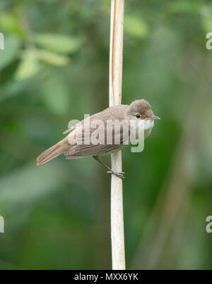 Teichrohrsänger, Acrocephalus scirpaceus, auf ein Rohr, walisischen Grenze, 2018 Stockfoto