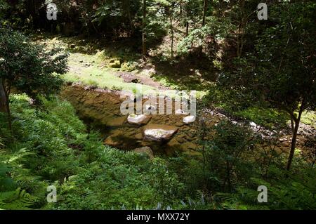 Akame 48 Wasserfälle: geheimnisvolle Landschaft mit riesigen Bäumen und riesigen Moos bewachsen Felsformationen, unberührte Natur, grüne Vegetation, Wasserfällen Stockfoto