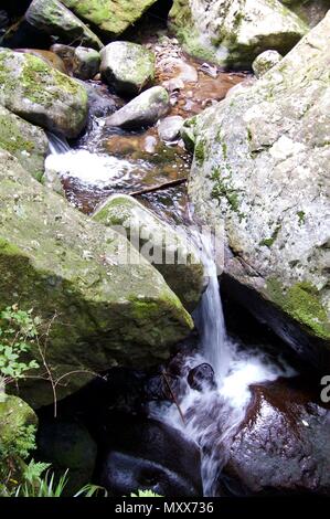 Akame 48 Wasserfälle: geheimnisvolle Landschaft mit riesigen Bäumen und riesigen Moos bewachsen Felsformationen, unberührte Natur, grüne Vegetation, Wasserfällen Stockfoto