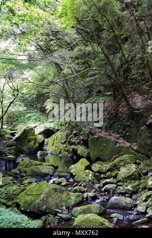 Akame 48 Wasserfälle: geheimnisvolle Landschaft mit riesigen Bäumen und riesigen Moos bewachsen Felsformationen, unberührte Natur, grüne Vegetation, Wasserfällen Stockfoto