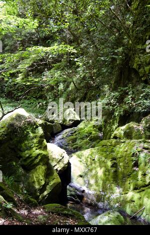 Akame 48 Wasserfälle: geheimnisvolle Landschaft mit riesigen Bäumen und riesigen Moos bewachsen Felsformationen, unberührte Natur, grüne Vegetation, Wasserfällen Stockfoto