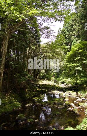 Akame 48 Wasserfälle: geheimnisvolle Landschaft mit riesigen Bäumen und riesigen Moos bewachsen Felsformationen, unberührte Natur, grüne Vegetation, Wasserfällen Stockfoto