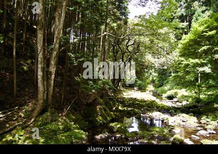 Akame 48 Wasserfälle: geheimnisvolle Landschaft mit riesigen Bäumen und riesigen Moos bewachsen Felsformationen, unberührte Natur, grüne Vegetation, Wasserfällen Stockfoto