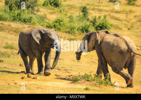 Zwei junge afrikanische Elefanten laufen in der Savanne von Addo Elephant National Park, einem beliebten Reiseziel für Elephant Safaris. Eastern Cape, Südafrika. Stockfoto