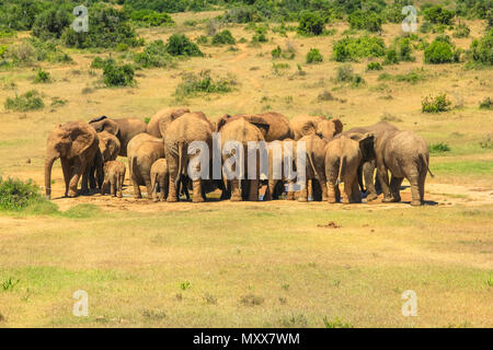 Hinter einer Gruppe von afrikanischen Elefanten um eine fast trockene Pool gesehen. Addo Elephant National Park, Eastern Cape, in der Nähe von Port Elizabeth in Südafrika. Sonnigen Tag. Stockfoto