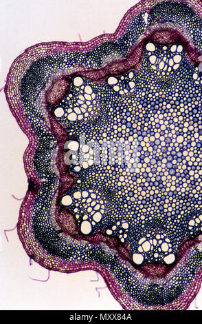 Sclerenchyma. Stammzellen der Clematis. 14x Stockfoto