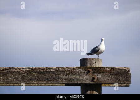 Lonely seagull Ausruhen und beobachten Stockfoto