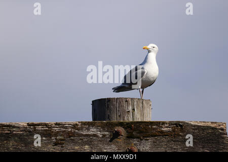 Lonely seagull Ausruhen und beobachten Stockfoto