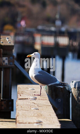 Lonely seagull Ausruhen und beobachten Stockfoto