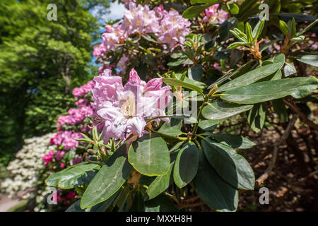 Rhododendron blühen in der Rhododenron Tal bei Åbackarna, den Stadtpark entlang der Fluss Motala in Norrköping, Schweden. Stockfoto