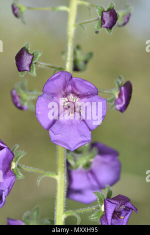 Violette Königskerze - Molène phoenicium Stockfoto