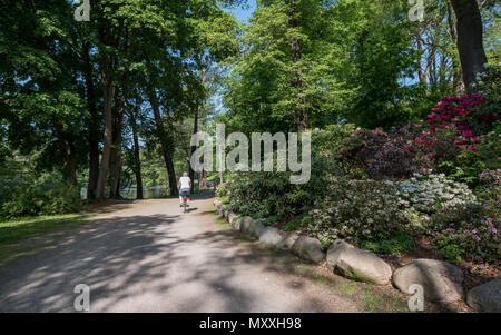 Rhododendron blühen in der Rhododenron Tal bei Åbackarna, den Stadtpark entlang der Fluss Motala in Norrköping, Schweden. Stockfoto