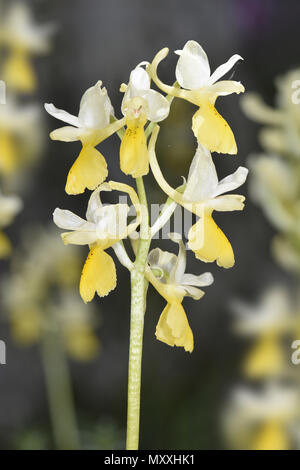 Sparse-blühenden Orchidee - Orchis pauciflora Stockfoto