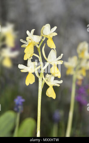 Sparse-blühenden Orchidee - Orchis pauciflora Stockfoto